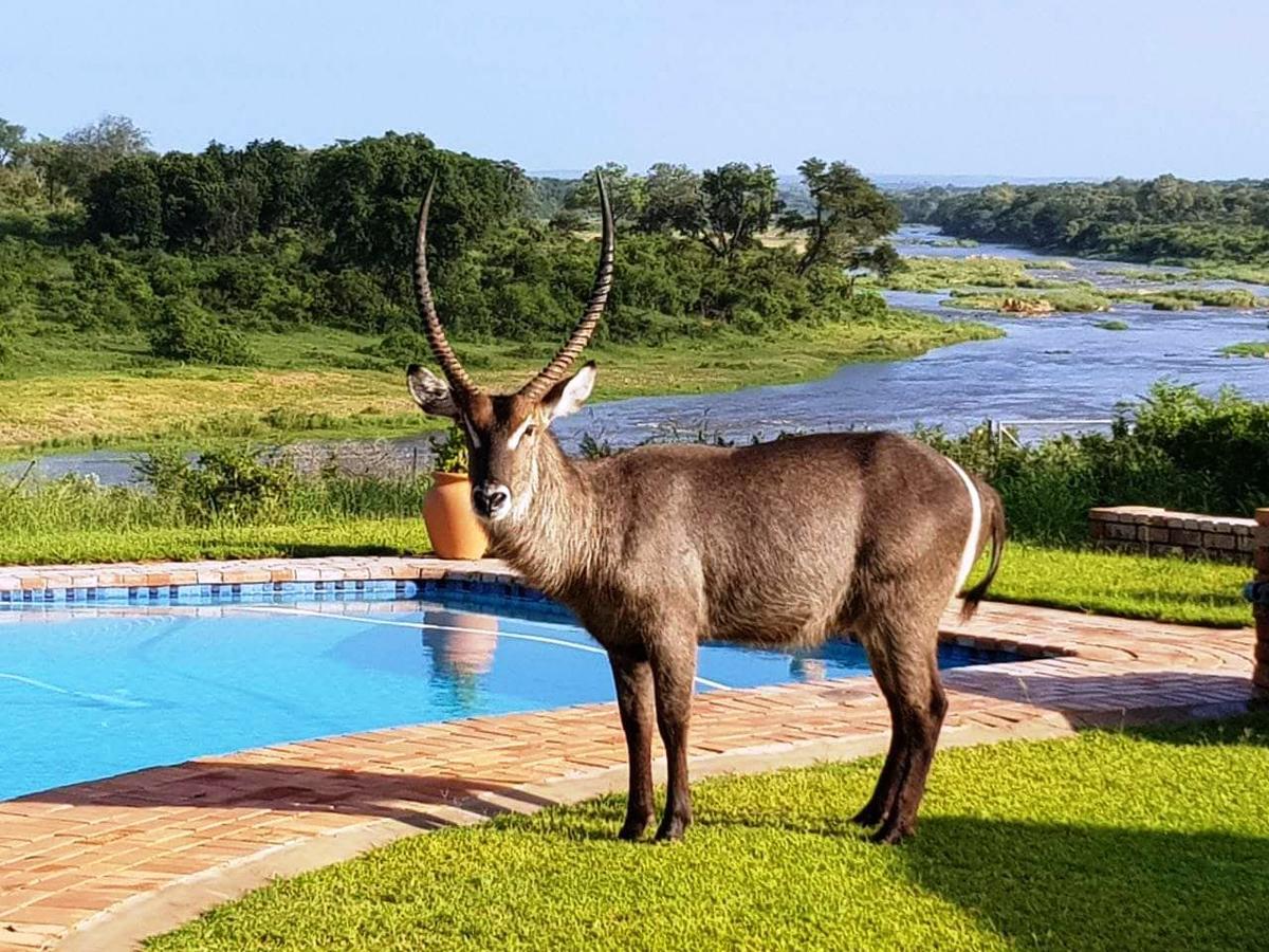 Kruger View Tree House Marloth Park Exterior foto